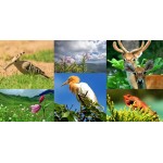 Animals, plants, under the sea life , animal kingdom, mushrooms